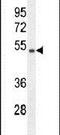 WD Repeat Domain 41 antibody, PA5-24352, Invitrogen Antibodies, Western Blot image 