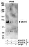 Testis-specific Y-encoded-like protein 2 antibody, A304-013A, Bethyl Labs, Immunoprecipitation image 