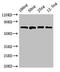 Predicted protein DNAK antibody, orb53459, Biorbyt, Western Blot image 