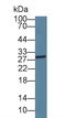 Inducible T Cell Costimulator antibody, LS-C294600, Lifespan Biosciences, Western Blot image 