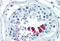 Cyclin D1 antibody, MBS242546, MyBioSource, Immunohistochemistry frozen image 