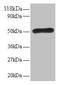 LIM Domain Only 1 antibody, LS-C211822, Lifespan Biosciences, Western Blot image 