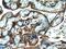 Peroxisome Proliferator Activated Receptor Gamma antibody, 22061-1-AP, Proteintech Group, Immunohistochemistry paraffin image 