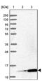 Mitochondrial Ribosomal Protein L51 antibody, PA5-58988, Invitrogen Antibodies, Western Blot image 