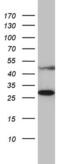 Mitochondrial Ribosomal Protein S7 antibody, MA5-26588, Invitrogen Antibodies, Western Blot image 