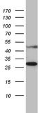 Mitochondrial Ribosomal Protein S7 antibody, MA5-26588, Invitrogen Antibodies, Western Blot image 