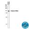 Protein S antibody, AF4036, R&D Systems, Western Blot image 