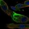 IQ Motif And Ubiquitin Domain Containing antibody, NBP2-33573, Novus Biologicals, Immunocytochemistry image 