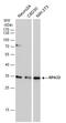 Replication Protein A2 antibody, 56216, QED Bioscience, Western Blot image 