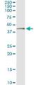 Necdin, MAGE Family Member antibody, H00004692-M06, Novus Biologicals, Immunoprecipitation image 