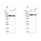 Coatomer Protein Complex Subunit Gamma 1 antibody, NBP2-55178, Novus Biologicals, Western Blot image 