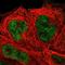 Nuclear Receptor Binding SET Domain Protein 3 antibody, NBP1-89852, Novus Biologicals, Immunocytochemistry image 