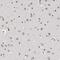 RP9 Pre-MRNA Splicing Factor antibody, HPA031523, Atlas Antibodies, Immunohistochemistry paraffin image 