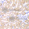 Glutamic-Oxaloacetic Transaminase 1 antibody, A5822, ABclonal Technology, Immunohistochemistry paraffin image 