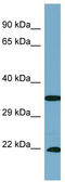 SLC6A6 antibody, TA334084, Origene, Western Blot image 