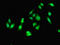 Eukaryotic Translation Elongation Factor 2 antibody, LS-B14729, Lifespan Biosciences, Immunofluorescence image 
