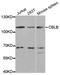 Cbl Proto-Oncogene B antibody, PA5-76651, Invitrogen Antibodies, Western Blot image 