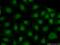 Zinc Finger Protein 446 antibody, 16218-1-AP, Proteintech Group, Immunofluorescence image 