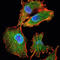 Interleukin 34 antibody, M06903, Boster Biological Technology, Immunofluorescence image 