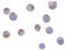 C1q And TNF Related 6 antibody, 3575, ProSci, Immunocytochemistry image 