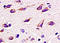 CD11b antibody, 251389, Abbiotec, Immunohistochemistry paraffin image 