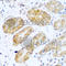 Neural Cell Adhesion Molecule 1 antibody, A7913, ABclonal Technology, Immunohistochemistry paraffin image 