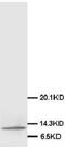 Macrophage Migration Inhibitory Factor antibody, LS-C171781, Lifespan Biosciences, Western Blot image 