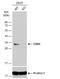 Cyclin Dependent Kinase 5 antibody, NBP2-15843, Novus Biologicals, Western Blot image 