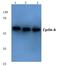 Cyclin A1 antibody, A03889-3, Boster Biological Technology, Western Blot image 