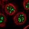 Centromere Protein H antibody, HPA036494, Atlas Antibodies, Immunofluorescence image 
