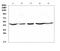 Hydroxymethylbilane Synthase antibody, A01506-1, Boster Biological Technology, Western Blot image 