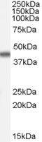 Apolipoprotein A4 antibody, PA5-18637, Invitrogen Antibodies, Western Blot image 