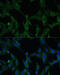 Calsequestrin 1 antibody, 16-752, ProSci, Immunofluorescence image 