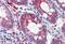 Integrin Subunit Beta 1 antibody, MBS245368, MyBioSource, Immunohistochemistry paraffin image 