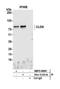 Calmegin antibody, NBP2-59091, Novus Biologicals, Western Blot image 