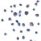 T Cell Immunoreceptor With Ig And ITIM Domains antibody, SD8827, ProSci, Immunocytochemistry image 