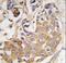 Collagen Type IX Alpha 1 Chain antibody, LS-C98645, Lifespan Biosciences, Immunohistochemistry paraffin image 