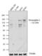 Desmoglein 2 antibody, 32-6100, Invitrogen Antibodies, Western Blot image 