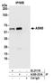 Asparagine Synthetase (Glutamine-Hydrolyzing) antibody, A305-331A, Bethyl Labs, Immunoprecipitation image 