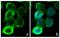 Occludin antibody, 710192, Invitrogen Antibodies, Immunofluorescence image 