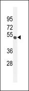 Transmembrane Protein 266 antibody, LS-C168902, Lifespan Biosciences, Western Blot image 