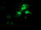 OTU Deubiquitinase, Ubiquitin Aldehyde Binding 2 antibody, M10542-1, Boster Biological Technology, Immunofluorescence image 