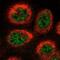 COP9 Signalosome Subunit 3 antibody, NBP2-55300, Novus Biologicals, Immunofluorescence image 