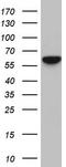 p65 antibody, TA890002S, Origene, Western Blot image 