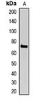 Hematopoietic Cell-Specific Lyn Substrate 1 antibody, orb412074, Biorbyt, Western Blot image 
