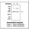 NCK Adaptor Protein 1 antibody, LS-B7146, Lifespan Biosciences, Western Blot image 