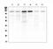 Smoothelin antibody, A04895, Boster Biological Technology, Western Blot image 