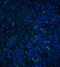 T Cell Immunoglobulin And Mucin Domain Containing 4 antibody, A06637-1, Boster Biological Technology, Immunofluorescence image 