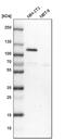 Filamin A Interacting Protein 1 Like antibody, PA5-60251, Invitrogen Antibodies, Western Blot image 