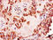 N-Acetylated Alpha-Linked Acidic Dipeptidase Like 2 antibody, LS-C371485, Lifespan Biosciences, Immunohistochemistry paraffin image 